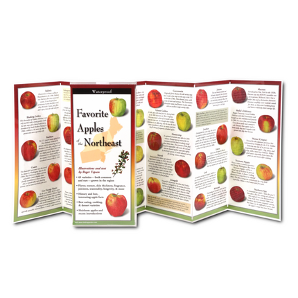 The Favorite Apples of the Northeast folding guide unfolded and upright, accordion style, showing the contents of the guide, which has illustrations and printed information on various apples