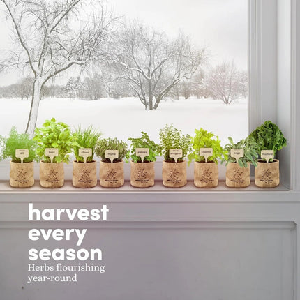 all 9 fully grown herb pots lined up on a window with a snowy landscape visible out the window with the text "harvest every season - herbs flourishing year round"