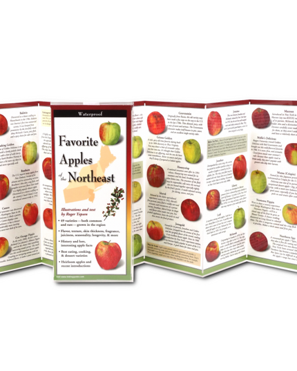 The Favorite Apples of the Northeast folding guide unfolded and upright, accordion style, showing the contents of the guide, which has illustrations and printed information on various apples