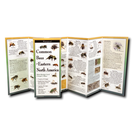 upright, unfolded guide showing interior information on Bees of Eastern North America including specific bee species with its description, nesting preferences, and seasonal activity patterns, information on what bees eat, and identification.