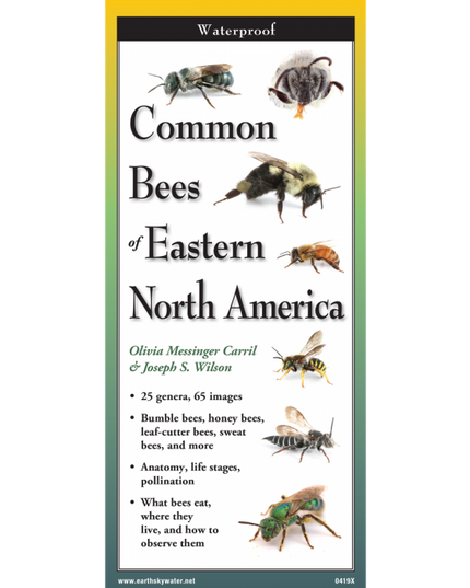 Cover of the ‘Common Bees of Eastern North America’ guide featuring illustrations of various bee species, including honey bees and bumble bees.”