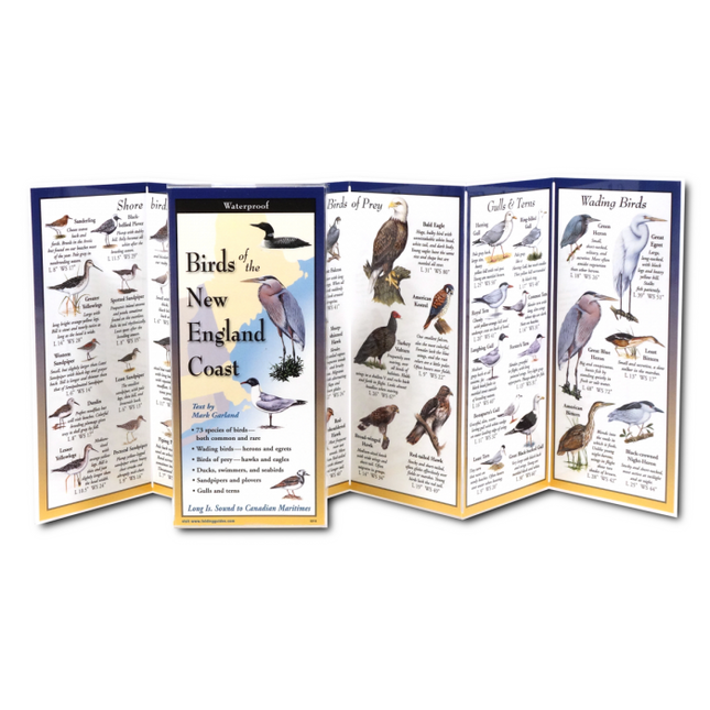Birds of the New England Coast folding guide unfolded and upright, accordion style, showing the contents of the guide, which has illustrations and printed information on coastal birds