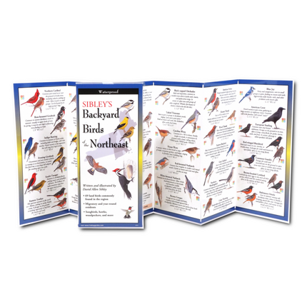 The Sibley’s Backyard Birds of the Northeast folding guide unfolded and upright, accordion style, showing the contents of the guide, which has illustrations and printed information on backyard birds