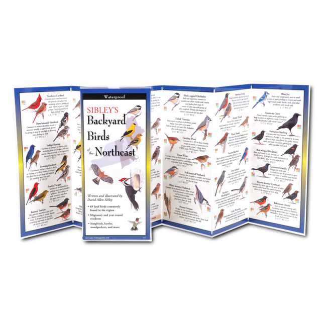 The Sibley’s Backyard Birds of the Northeast folding guide unfolded and upright, accordion style, showing the contents of the guide, which has illustrations and printed information on backyard birds