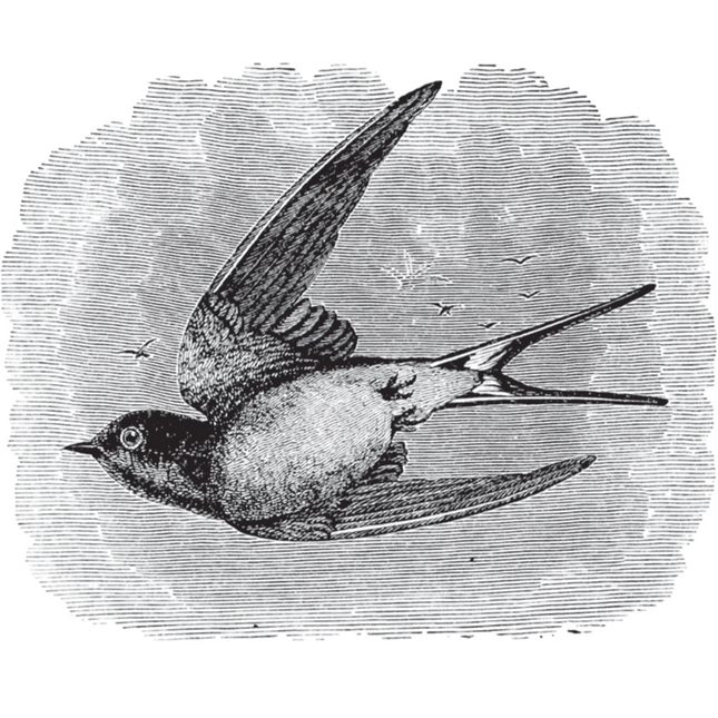 Birds Through an Opera-Glass
