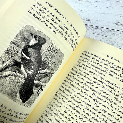 Open book with a bird illustration on a wooden surface