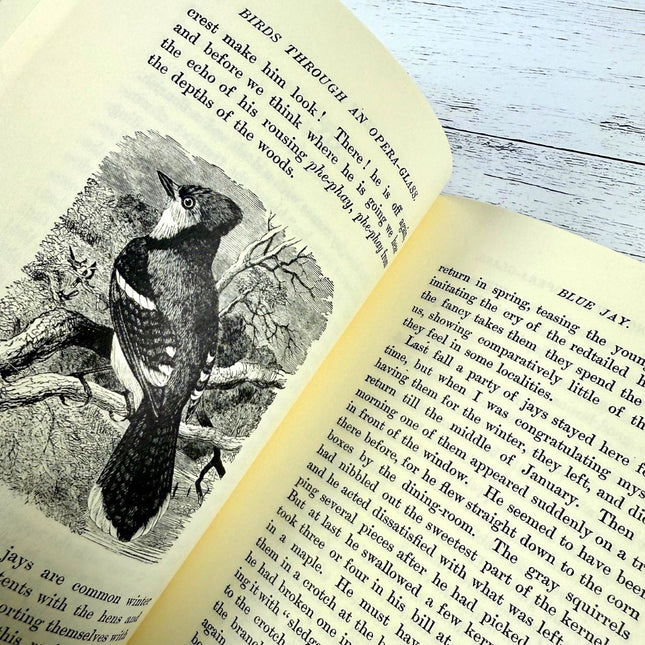 Open book with a bird illustration on a wooden surface