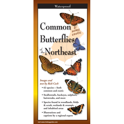 Cover of the folding guide 'Common Butterflies of New England,' featuring vibrant illustrations of various butterfly species including swallowtails and fritillaries