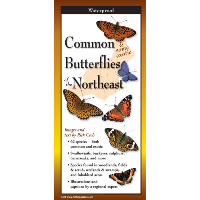 Cover of the folding guide 'Common Butterflies of New England,' featuring vibrant illustrations of various butterfly species including swallowtails and fritillaries