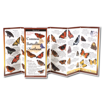 Inside view of the folding guide displaying detailed illustrations and descriptions of 62 butterfly species found in New England, including swallowtails and blues