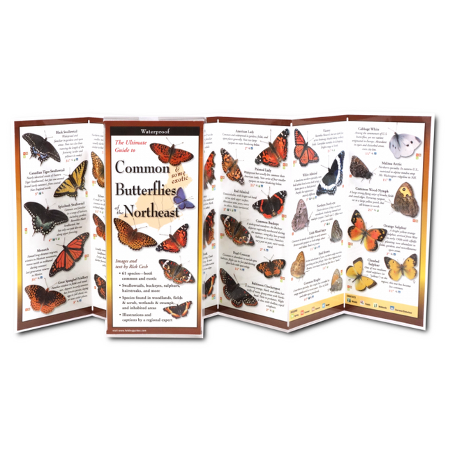 Inside view of the folding guide displaying detailed illustrations and descriptions of 62 butterfly species found in New England, including swallowtails and blues