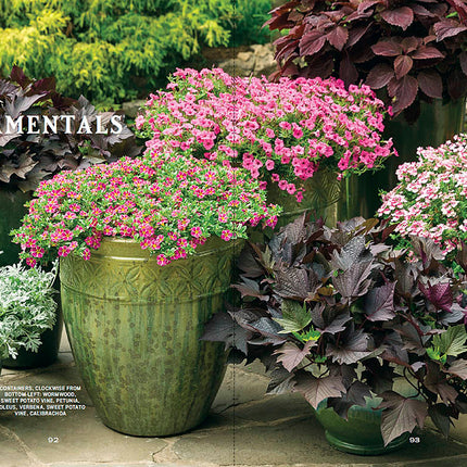 Container Gardener’s Handbook