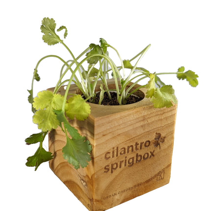 A square wooden cilantro sprigbox planter with green cilantro plants growing in it, shown on a plain white background. The front of the wooden box is engraved with 'cilantro sprigbox' and 'URBAN GARDEN SUPA'.