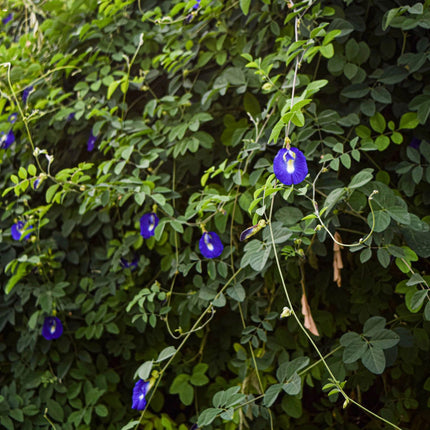 a lush green hedge dotted with purple butterfly pea flower blooms