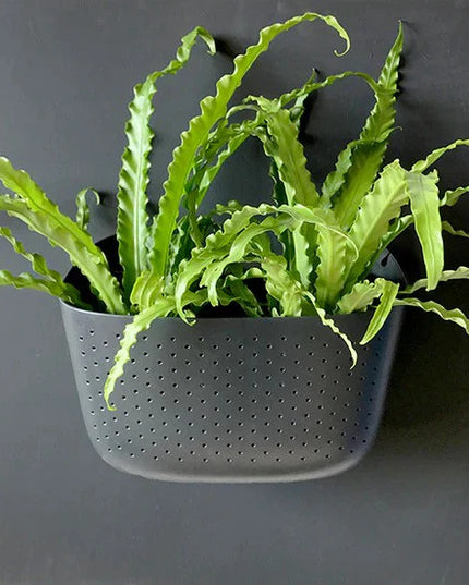 a plastic wall planter in charcoal gray with ferns planted in it and mounted on a wall that is painted a similar gray as the planter