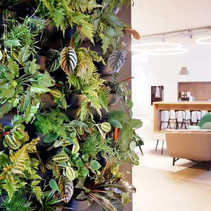 multiple charcoal eco wall planters arranged in a rectangular shape on a living room wall, each has greenery spilling out of it giving the look of a wall of plants