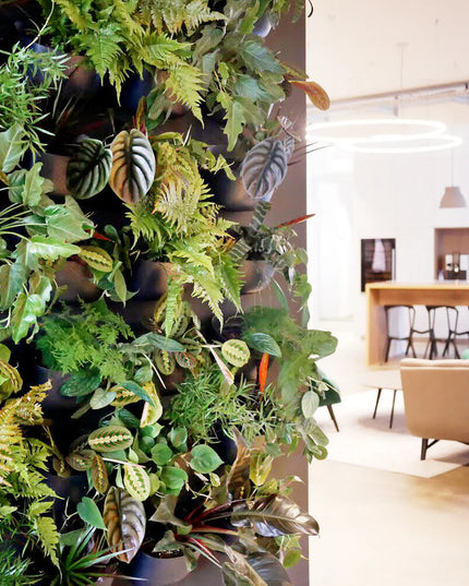 multiple charcoal eco wall planters arranged in a rectangular shape on a living room wall, each has greenery spilling out of it giving the look of a wall of plants