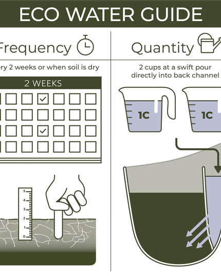 A graphic showing watering frequency - a calendar that marks every two weeks as suggested watering schedule, recommended 2 cups of water filled into the back channel