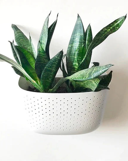 a plastic wall planter in a white with houseplants planted in it and mounted on white wall
