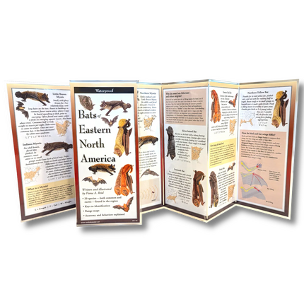 Bats of Eastern North America Folding Guide