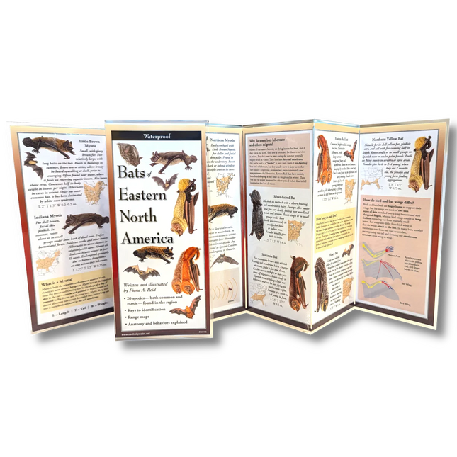 Bats of Eastern North America Folding Guide