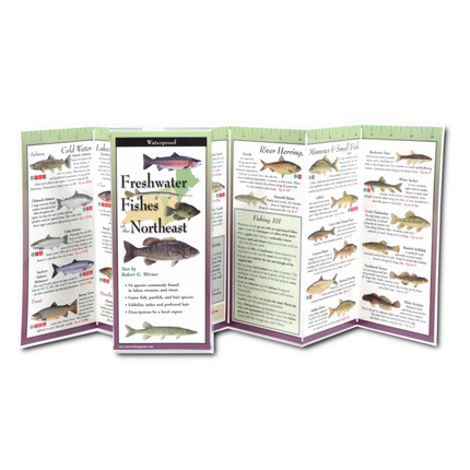 Unfolded, upright image of the Freshwater Fishes of the Northeast folding guide showing freshwater fishes with illustrations and information about Cold Water fish, Lake fish, River Herring, Minnows and Small Fish for easy identification.