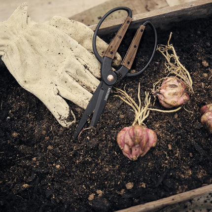 a garden bed with garlic and the garden scissors and a pair of gloves laying on top of the soil alongside some harvested garlic
