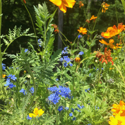 Grow Honey Bee Habitat Garden Kit