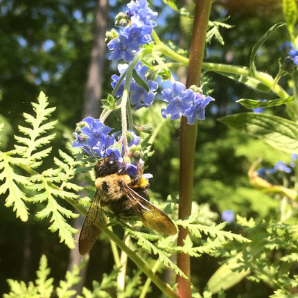 Grow Honey Bee Habitat Garden Kit