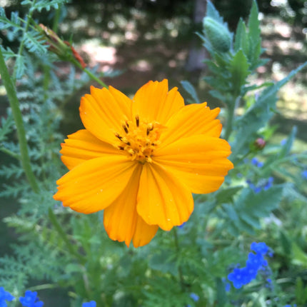 Grow Honey Bee Habitat Garden Kit
