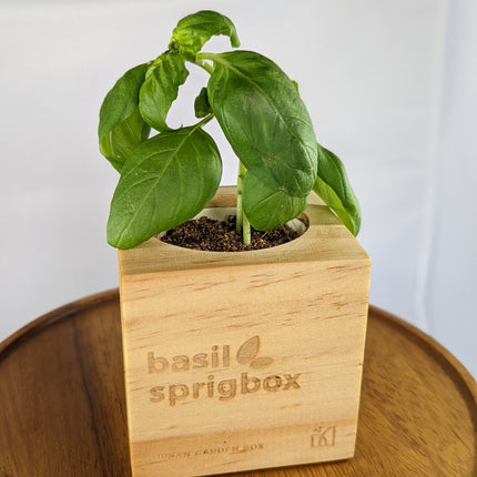 Wooden Planter Grow Kit - Basil