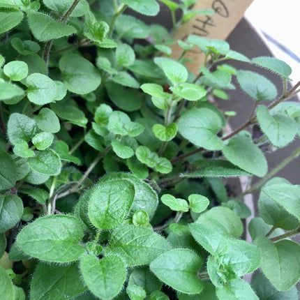 Grow Salsa Garden Kit