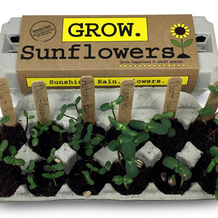 the grow sunflowers garden kit in action with sprouted seeds in each section of the egg carton package and labeled with the wooden plant ID sticks
