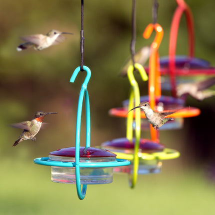 Hummble Bold Hummingbird Feeder - 3 colors