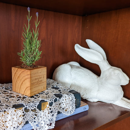 A white ceramic rabbit figurine sits on a wooden shelf next to a small lavender plant in a wooden box planter, with a white lace doily and books in the foreground.