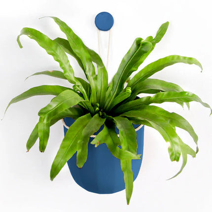 Green potted plant in a blue pot on a white background