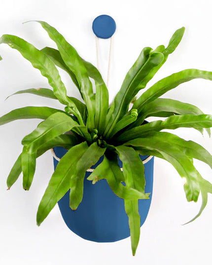 Green potted plant in a blue pot on a white background