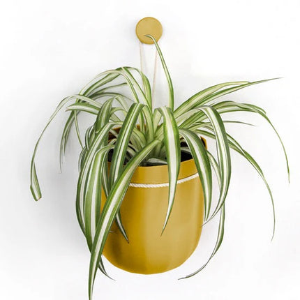 Spider plant in a yellow pot on a white background