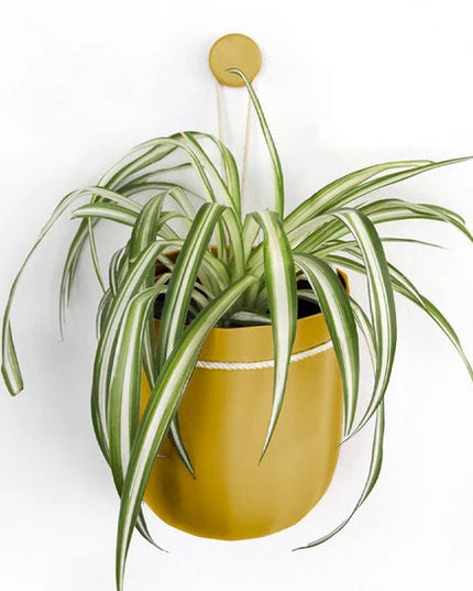 Spider plant in a yellow pot on a white background