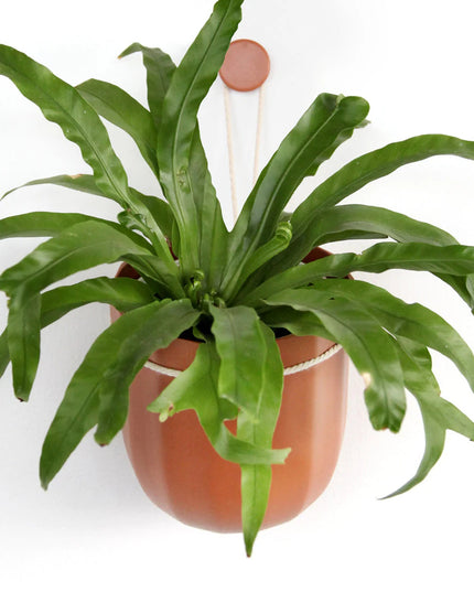 a plastic, terracotta colored planter with a leafy green plant that hangs from a loop on the wall