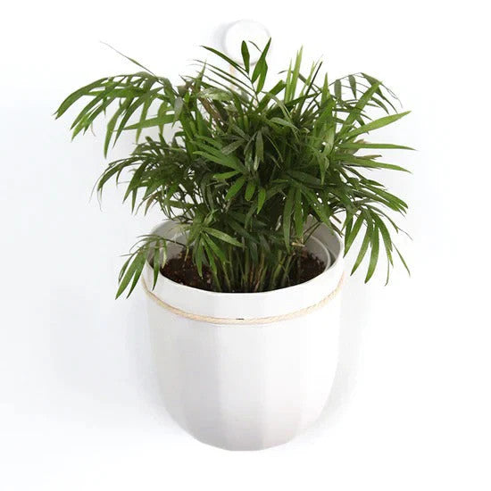 4 in hanging planter Soltech Loop Hanging Planter