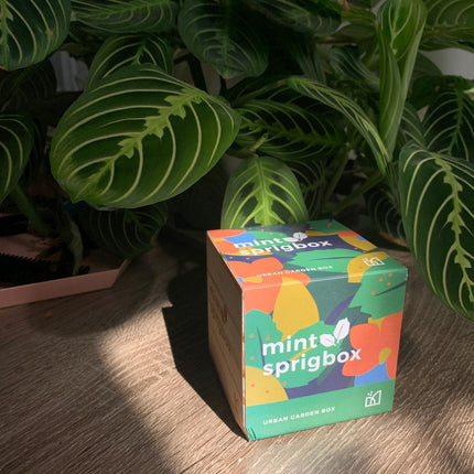 A mint sprigbox urban garden box sits on a wooden table in front of a lush green plant. The box features a colorful, abstract pattern of green, orange, yellow, and blue shapes with the brand name 'mint sprigbox' printed on the front.