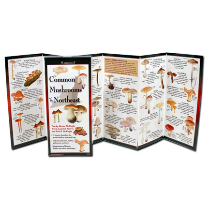 The Common Mushrooms of the Northeast folding guide unfolded and upright, accordion style, showing the contents of the guide, which has illustrations of mushrooms with printed information on mushrooms