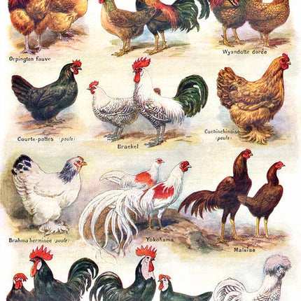 Poultry ~ Poules Jigsaw Puzzle 500 Piece