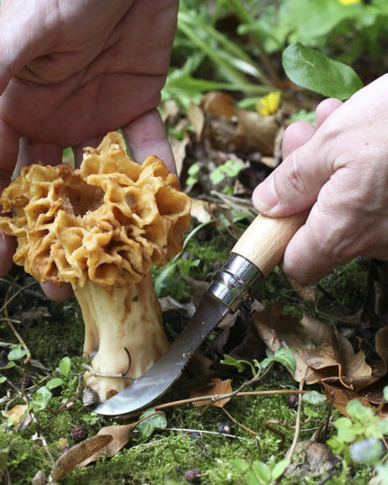 the No. 08 Mushroom Knife bring used to harvest fresh mushrooms in a lush green forest