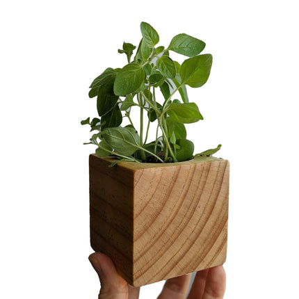 A small green herb plant growing in a square wooden planter, held by a hand against a plain white background.