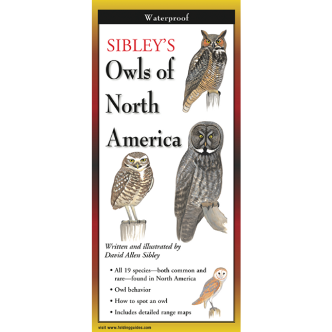 The cover image of Sibley’s Owls of North America folding guide featuring a selection of illustrations of owls against a white background