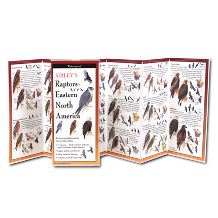 The Sibley’s Raptors of Eastern North America folding guide unfolded and upright, accordion style, showing the contents of the guide, which has illustrations and printed information on raptors.