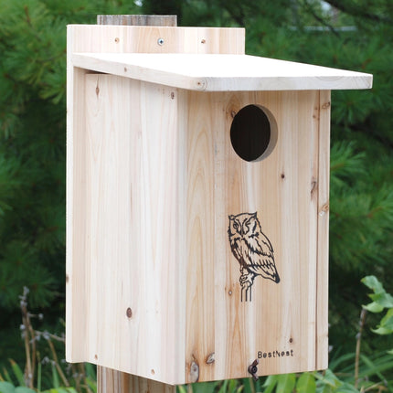 Screech Owl & Kestrel House