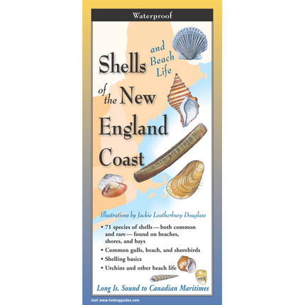 Cover image for Shells and Beach Life of the New England Coast, featuring illustrations of various types of shells against a map of the New England Coast